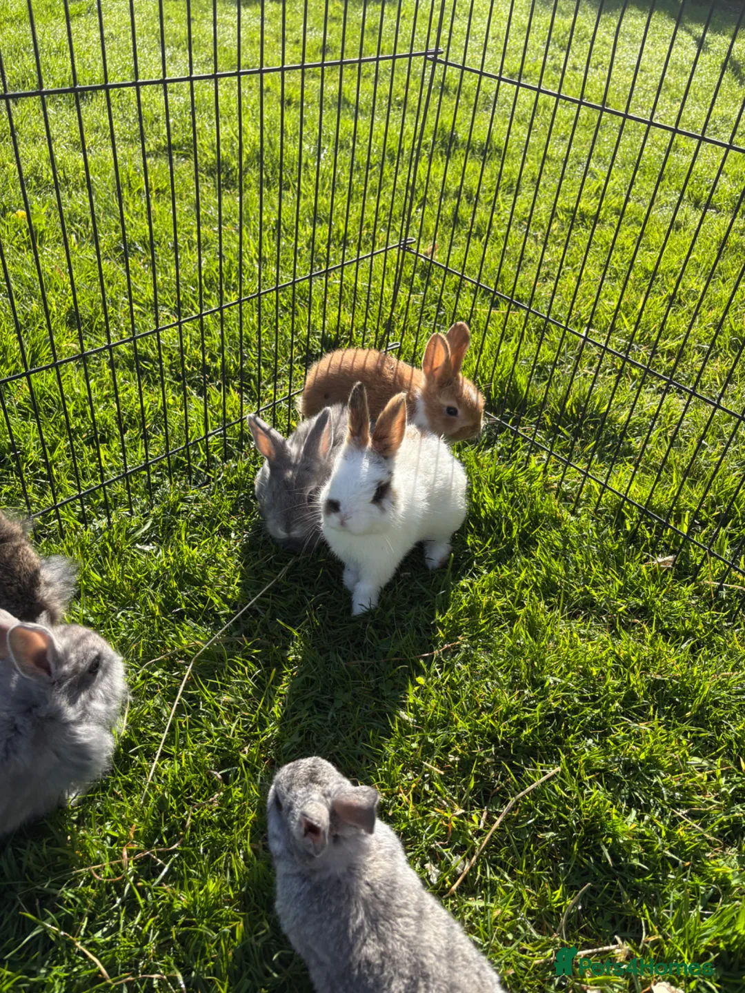 Dwarf Lop rabbits for sale: Beautiful and friendly babies - Advert 40
