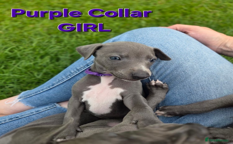 Italian Greyhound dogs - Advert 1