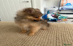 Pomeranian dogs for sale: Pomeranian puppy - Image 5