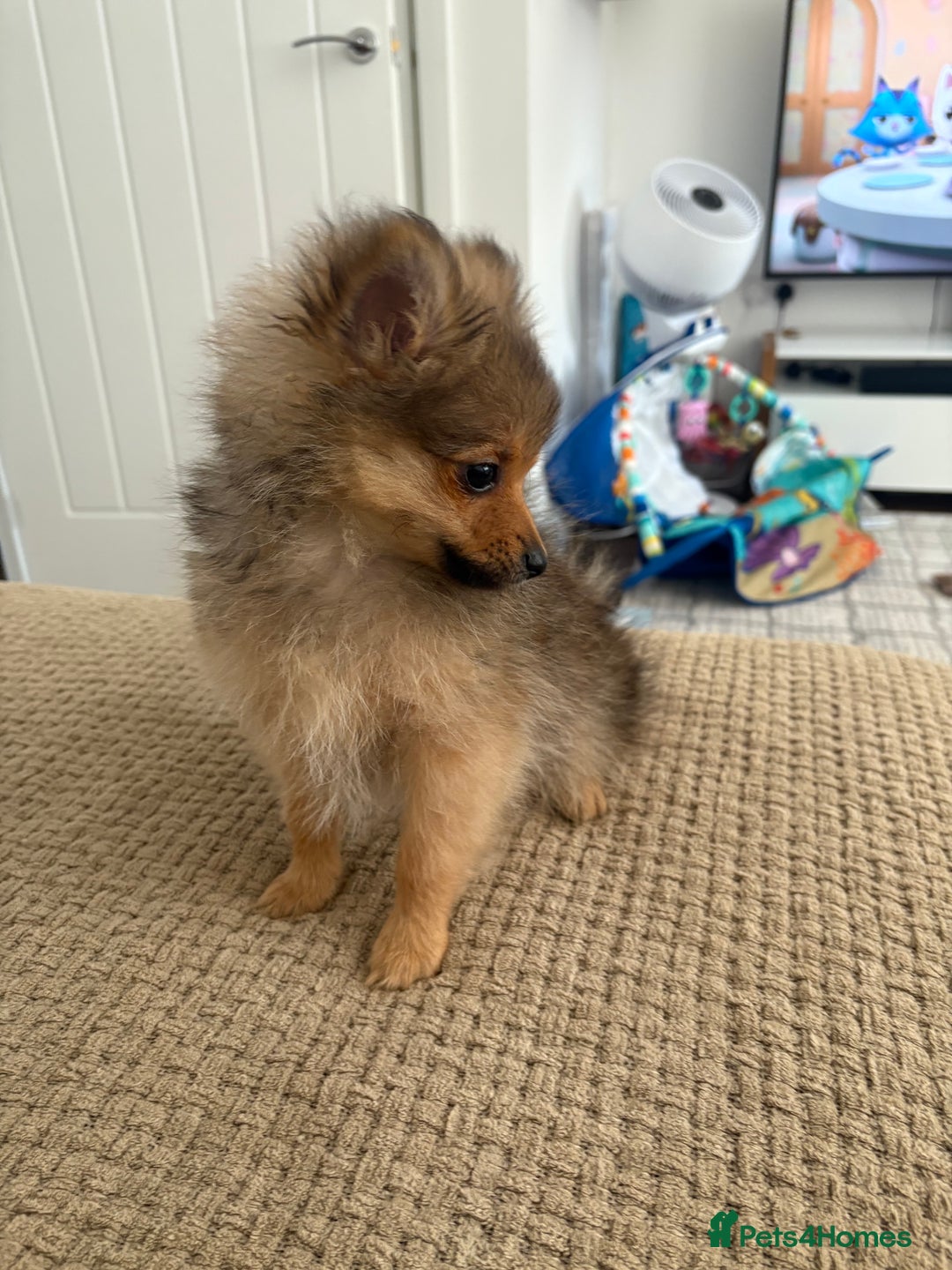 Pomeranian dogs for sale: Pomeranian puppy - Image 5