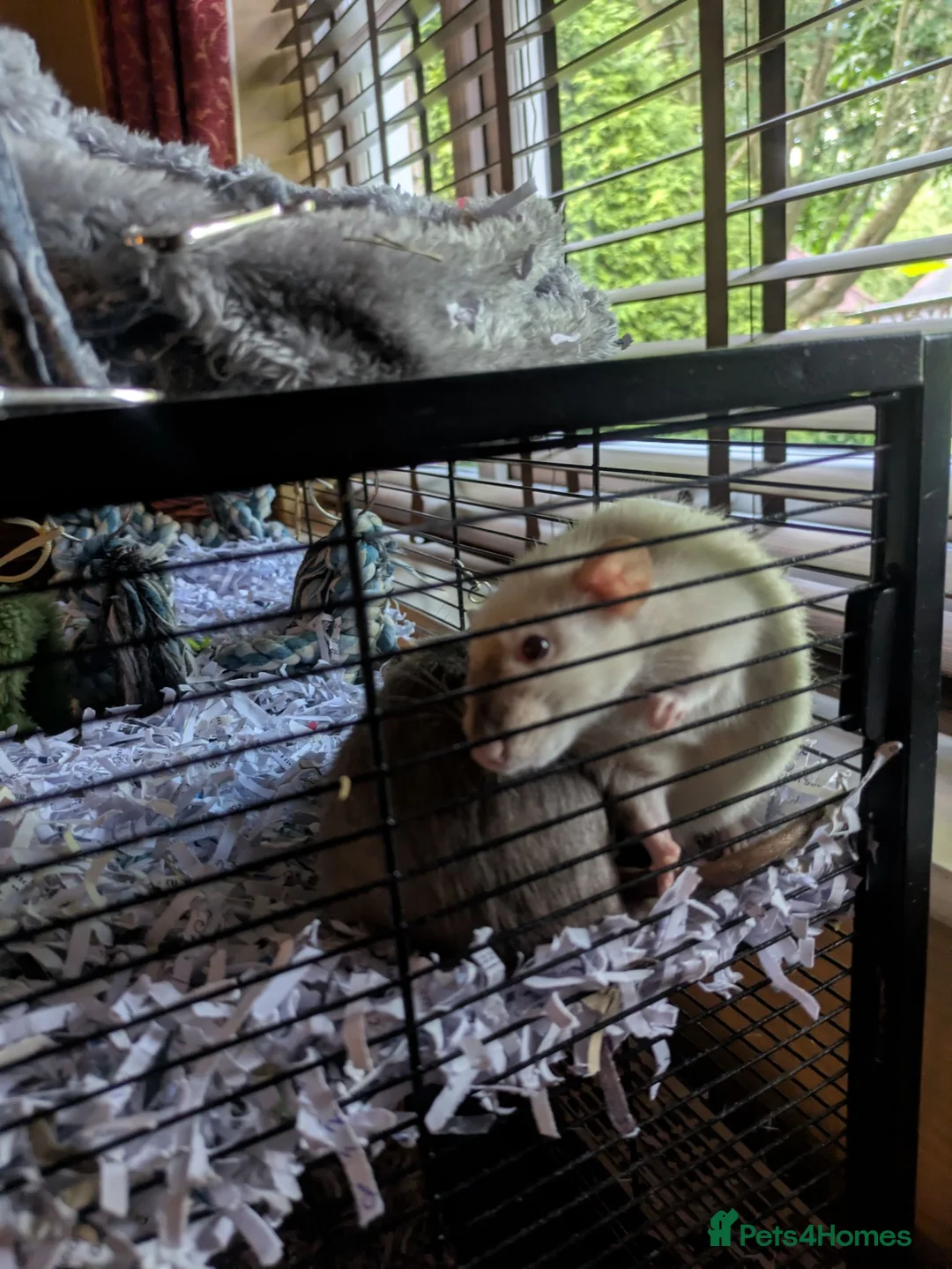 Rat rodents for sale: Pet rats with cage looking for a good home in Haverhill - Advert 10