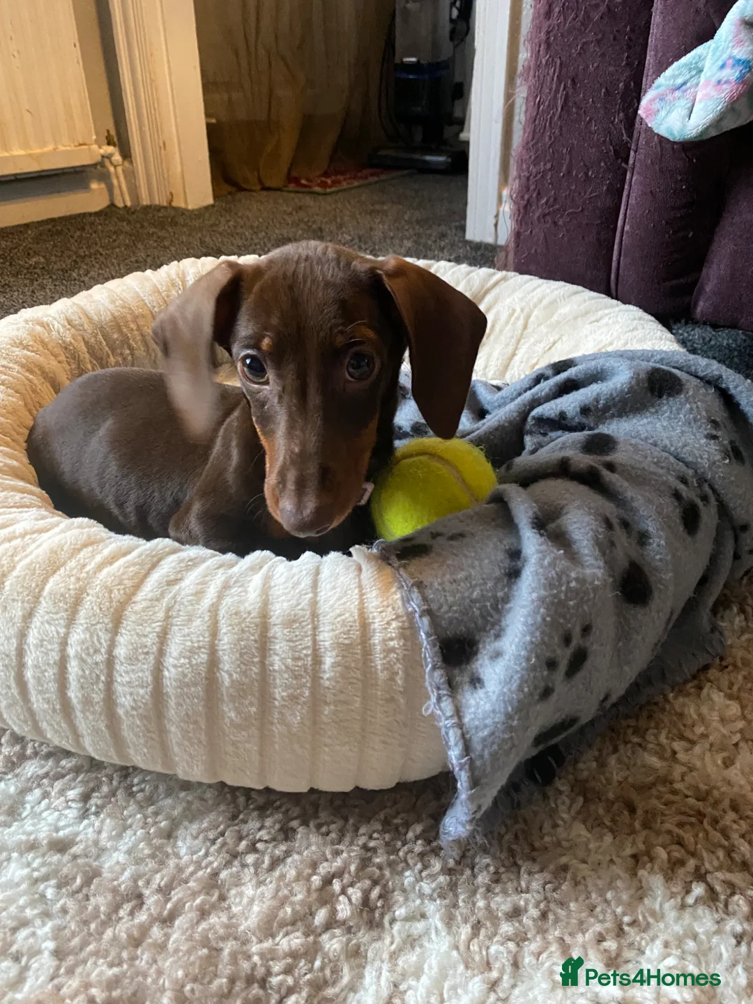 Miniature Dachshund dogs for sale: 4 months Miniature dachshund female - Advert 15