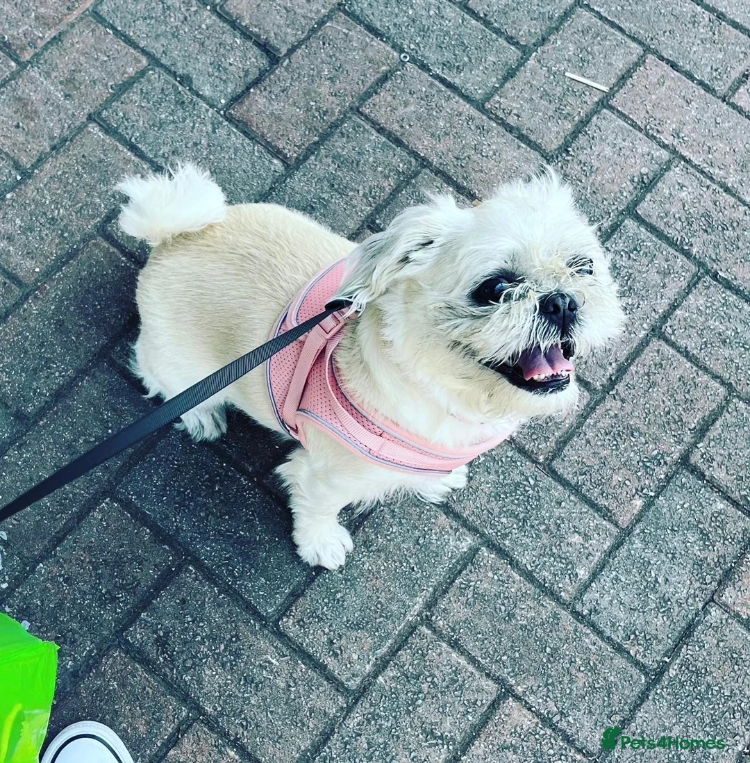 Shih Tzu dogs for sale: Adorable Shihtzu pups looking for forever homes - Advert 2