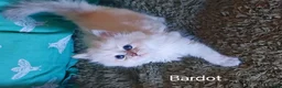 Siberian cats for sale: Pure Siberian from GCCF/TICA parents - Advert 17