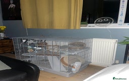 Rat rodents for sale: 2 gorgeous fancy rats- open to offers - Image 1