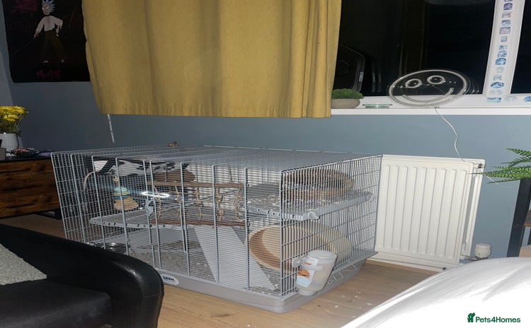 Rat rodents - Advert 2
