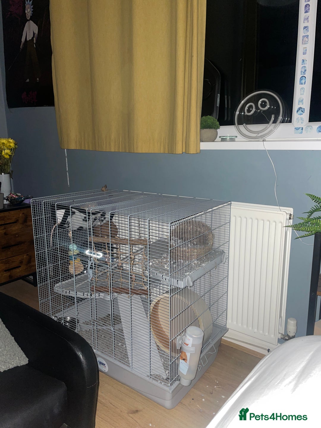 Rat rodents for sale: 2 gorgeous fancy rats- open to offers - Image 1