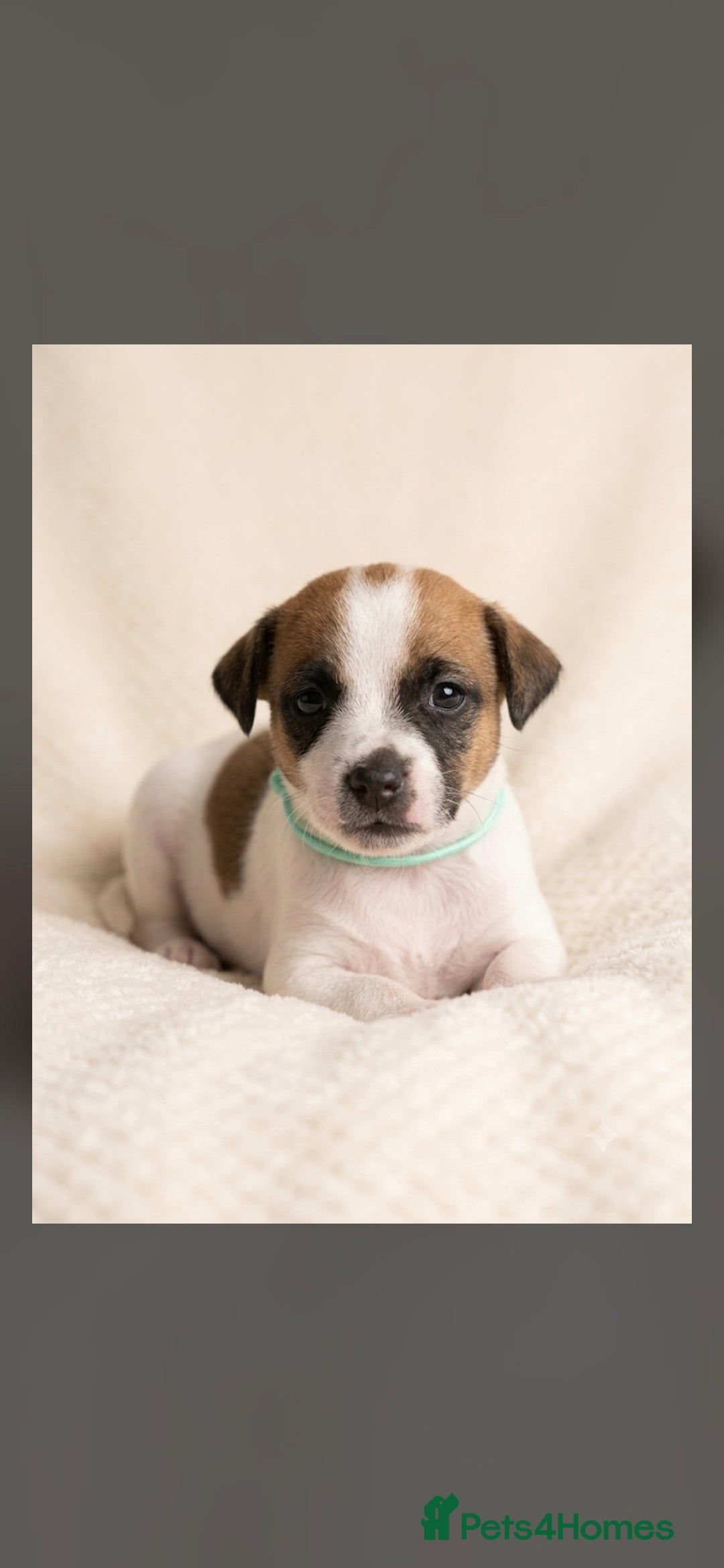 Jack Russell dogs Jack Russel puppies  - Advert 2