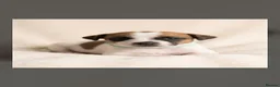 Jack Russell dogs for sale: Jack Russel puppies  - Advert 21