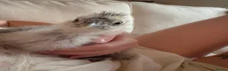 Chickens poultry for sale: Two UNSEXED fluffy hand reared silkies for sale!  - Advert 4