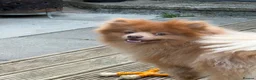 Pomeranian dogs for sale: Playful Pomeranian Pablo  in Bradford - Advert 2