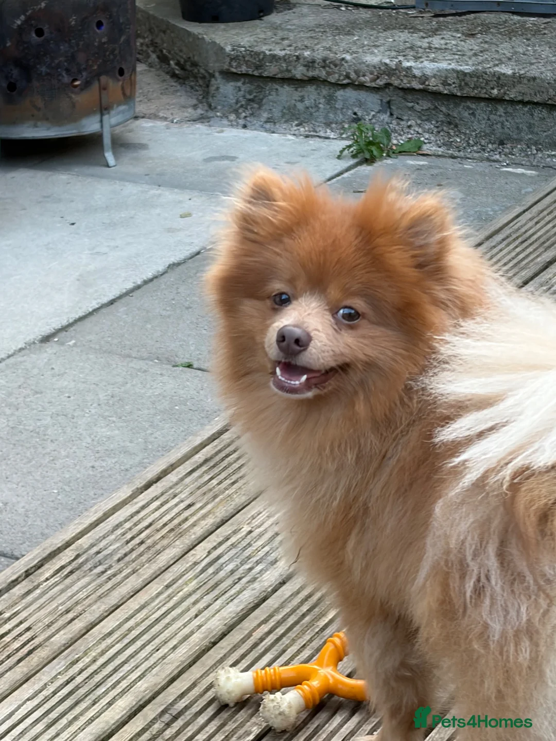 Pomeranian dogs for sale: Playful Pomeranian Pablo  in Bradford - Advert 2