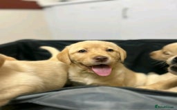 Labrador Retriever dogs for sale: Pure breed Labrador Retrievers puppies  - Image 26