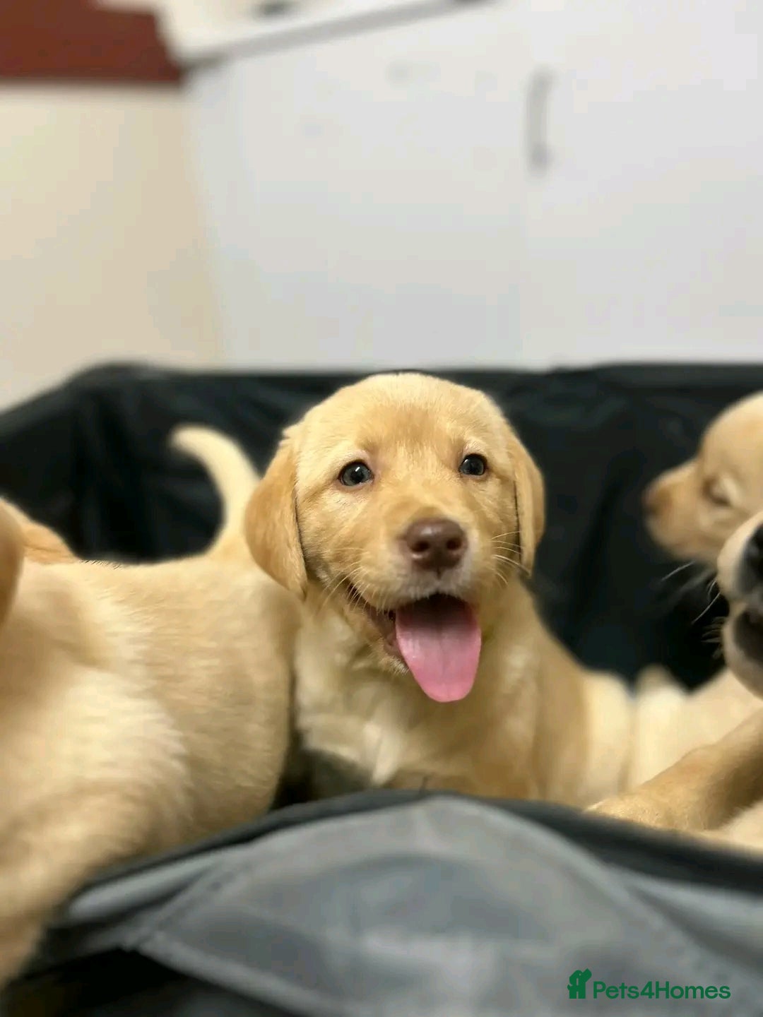 Labrador Retriever dogs for sale: Pure breed Labrador Retrievers puppies  - Image 26