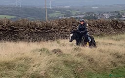 Welsh Section A horses for sale: Super child’s pony  - Image 20