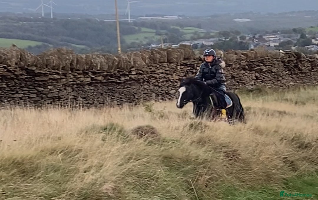 Welsh Section A horses for sale: Super child’s pony  - Image 20