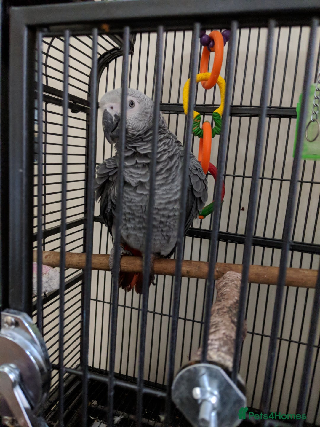 Parrots birds for sale: African Grey - Advert 6