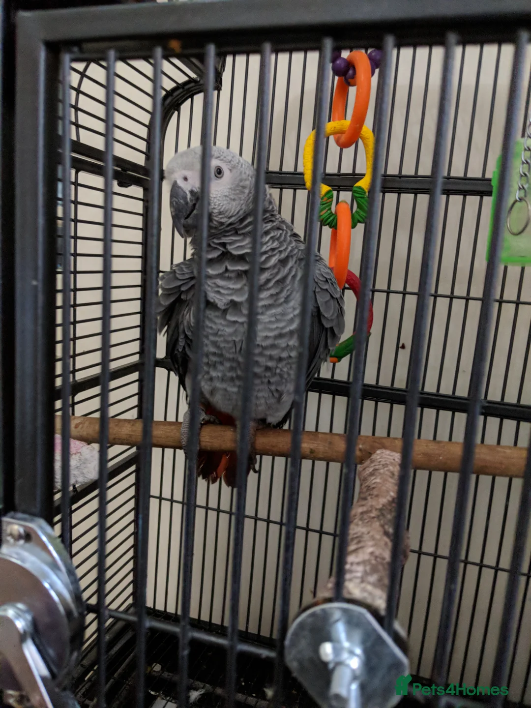 Parrots birds for sale: African Grey - Advert 6