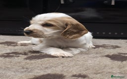 Cocker Spaniel dogs for sale: Show Cocker Spaniel  - Image 3