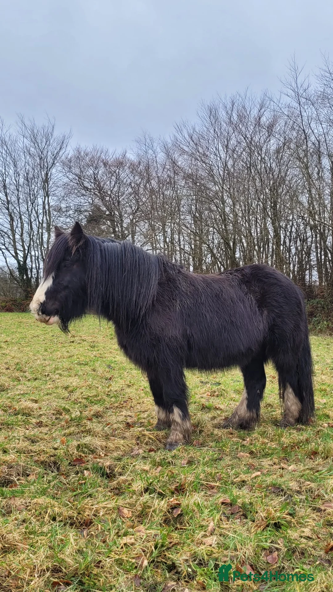 Welsh Section A horses for sale: -Luna- in Glogue - Advert 2