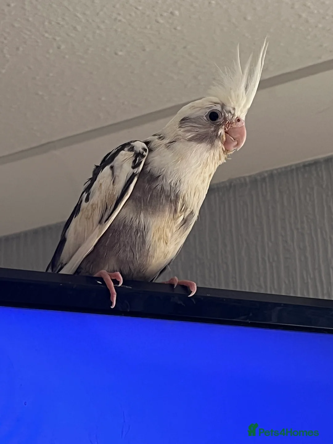 Cockatiels birds for sale: Hand reared and tamed baby cockatiels  - Advert 17