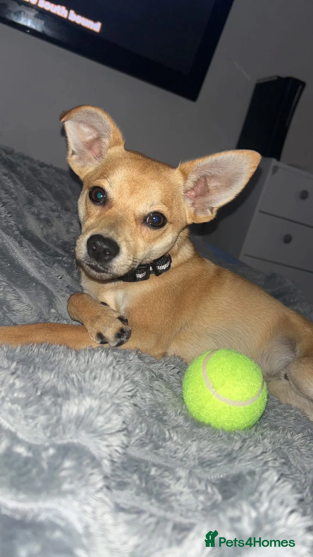 Mixed Breed dogs for sale: 6 month old Jack Russel / Pomeranian boy  - Advert 2