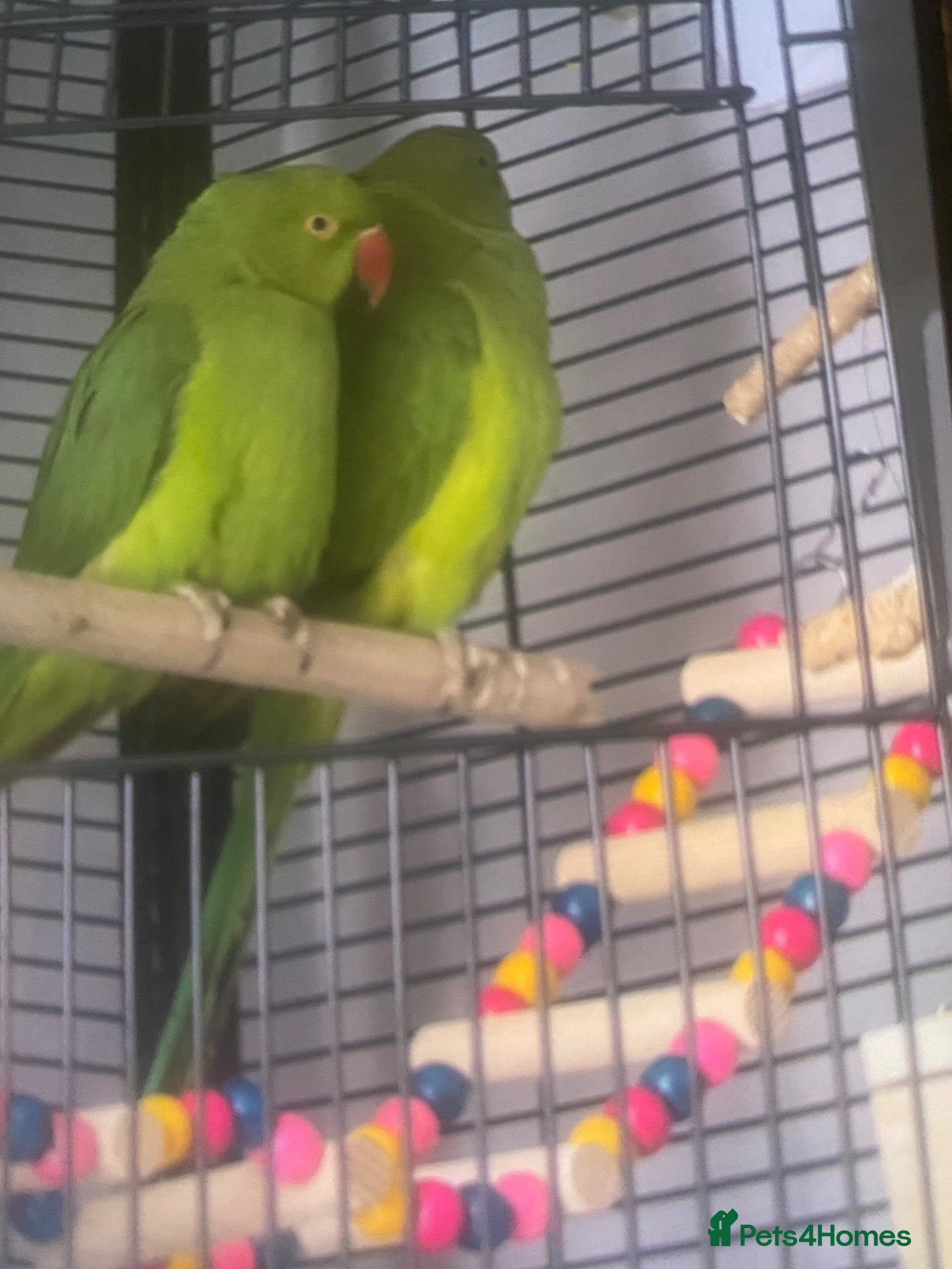 Ringnecks birds for sale: Indian ring neck parrots for sale 🦜❤️ - Advert 1