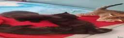 Mixed Breed cats for sale: 2 Black girl kittens half bombay rex mix - Advert 4