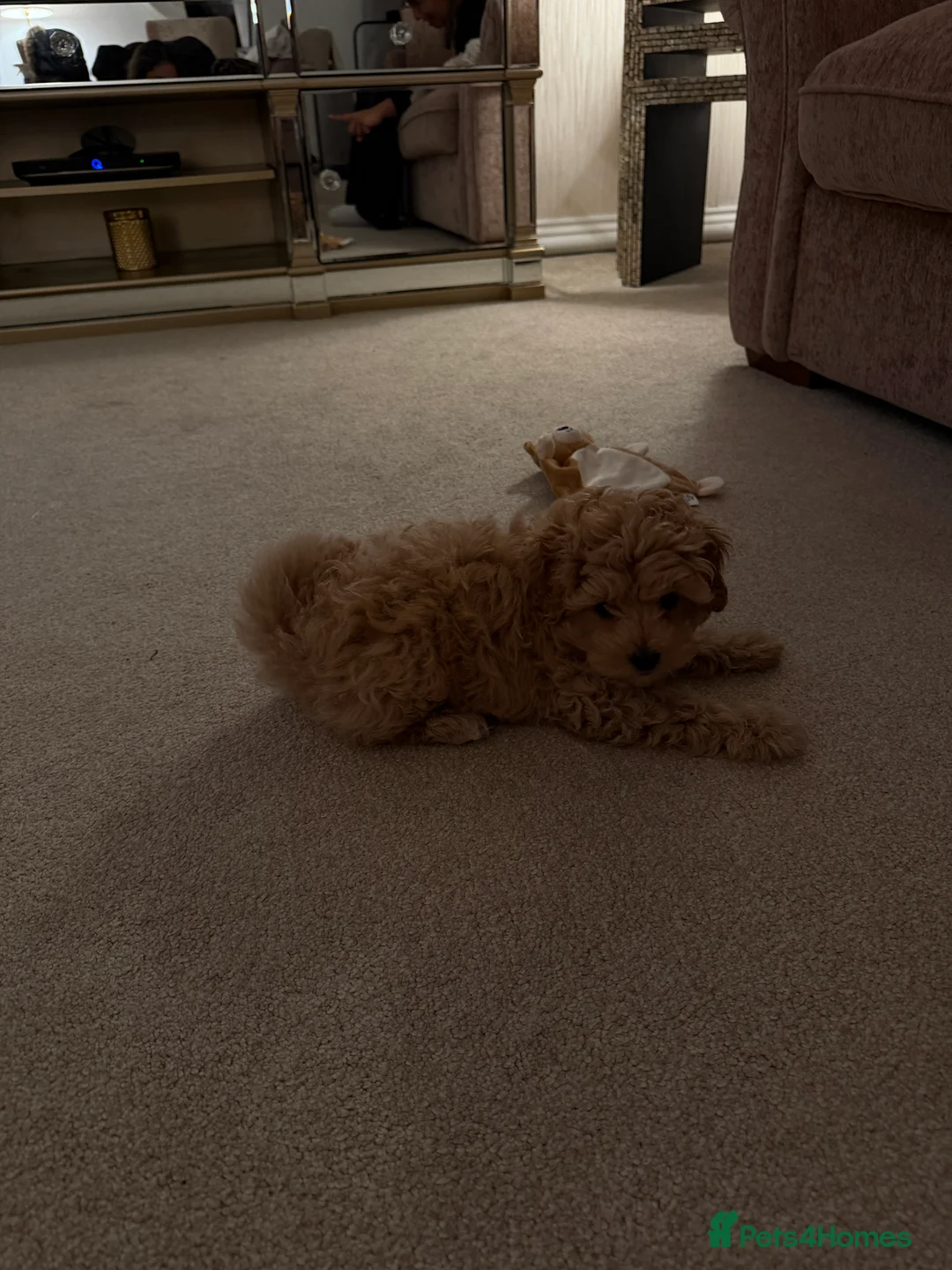 Maltipoo dogs for sale: Maltipoo Male Puppy - 10 weeks old  - Advert 4