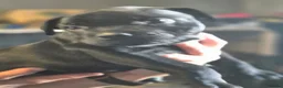 Staffordshire Bull Terrier dogs for sale: Black male kc reg Staffordshire bull terrier  - Advert 5