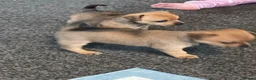 Jackapoo dogs for sale: Jackweenies in Eastbourne - Advert 2