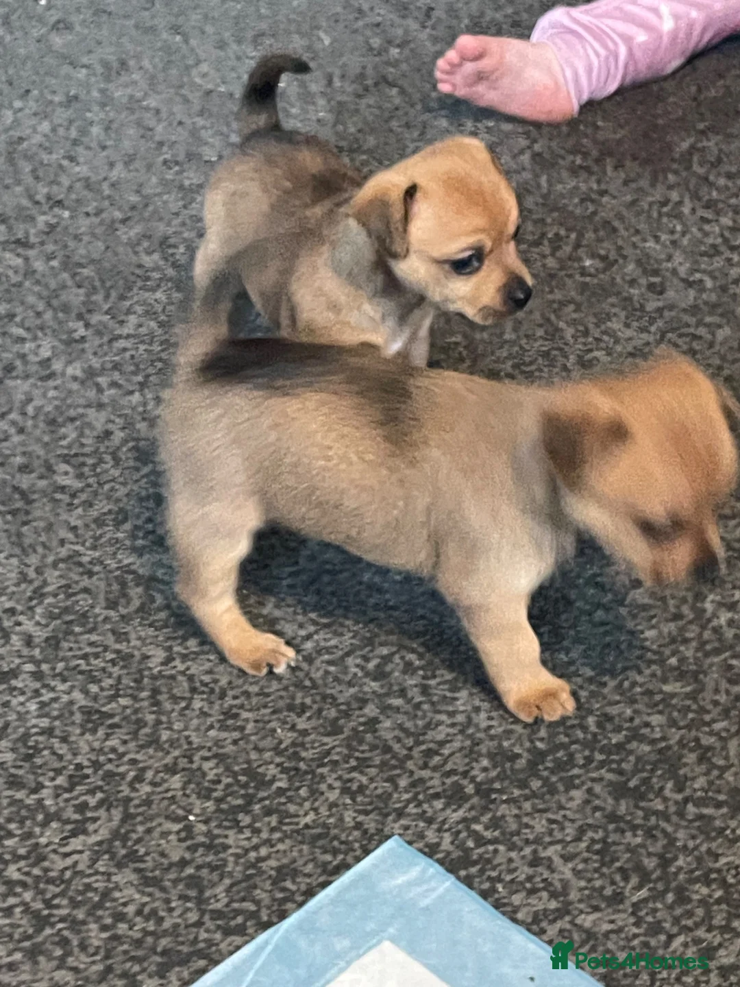 Jackapoo dogs for sale: Jackweenies in Eastbourne - Advert 2