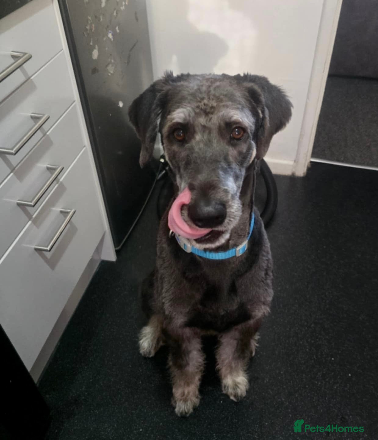 Mixed Breed dogs 10 month huskydoodle - Advert 16