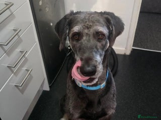 Mixed Breed dogs 10 month huskydoodle - Advert 9