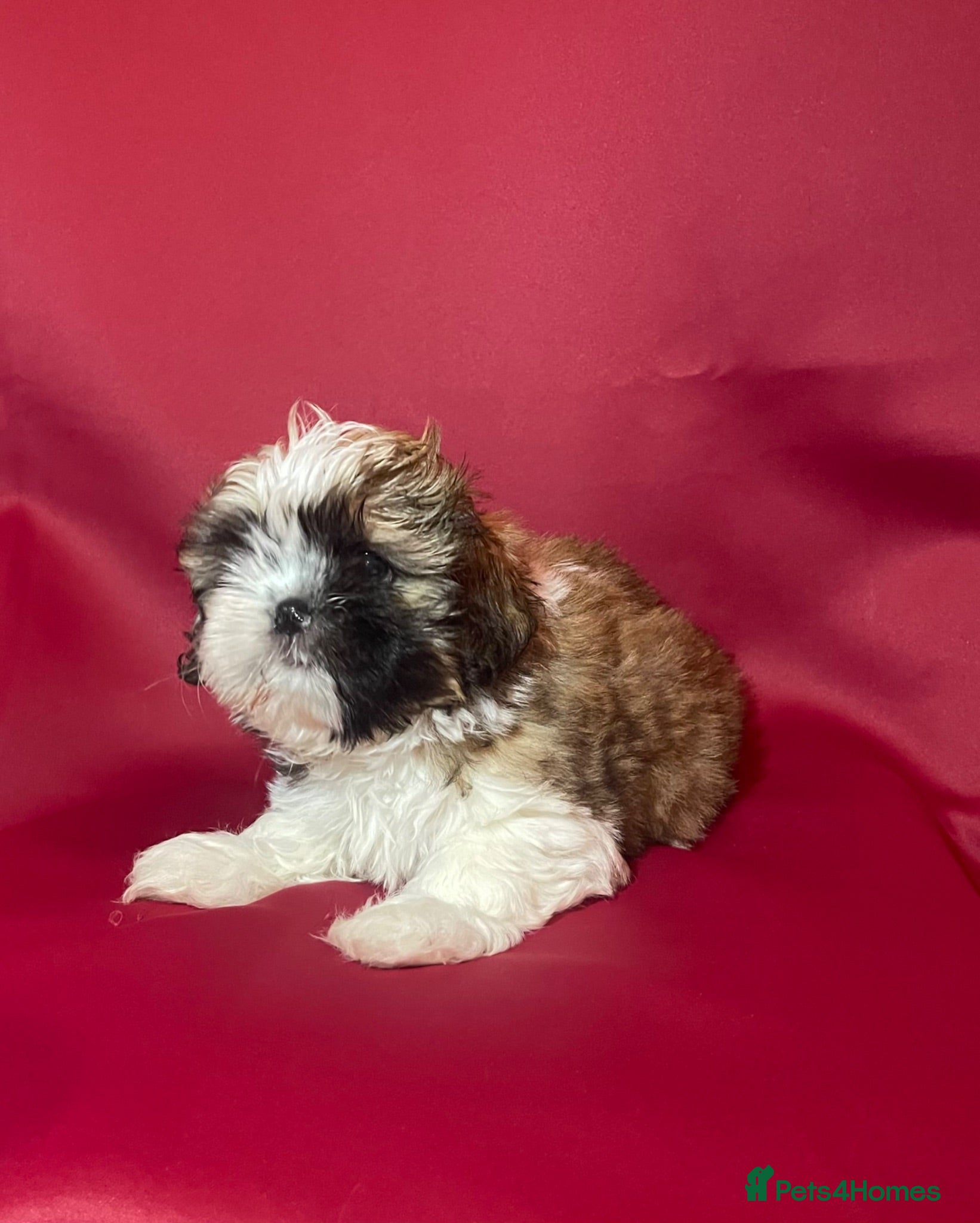 Shih Tzu dogs  🌟 Beautiful Female Puppy Ready Ready to go🌟 - Advert 1