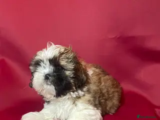 Shih Tzu dogs 🌟 Beautiful Female Puppy Ready Ready to go🌟 - Advert 5