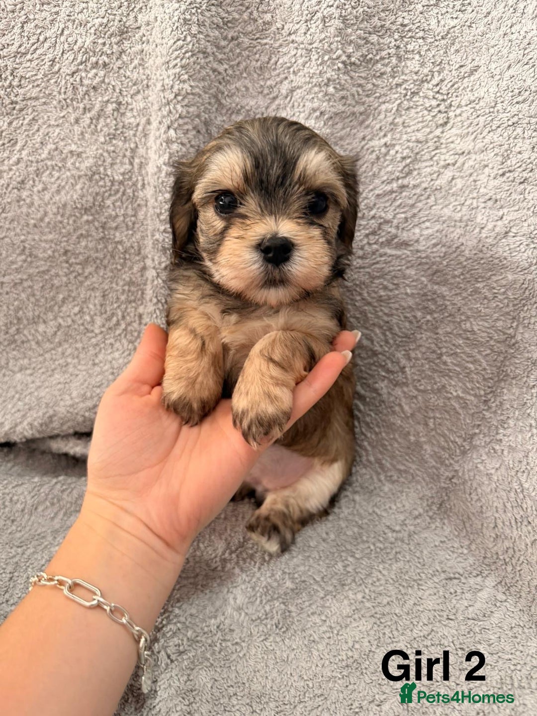 Mixed Breed dogs for sale: Chorkie - Maltese Mix for Sale - Advert 15