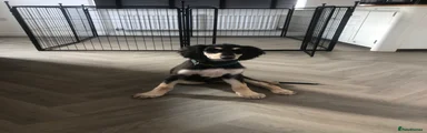 Saluki Puppy 4
