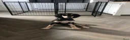 Saluki dogs for sale: Beautiful Saluki puppies Now Available - Advert 21