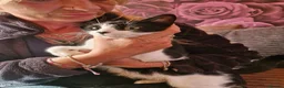 Mixed Breed cats for sale: Beautiful fluffy kittens READY TO GO - Advert 6