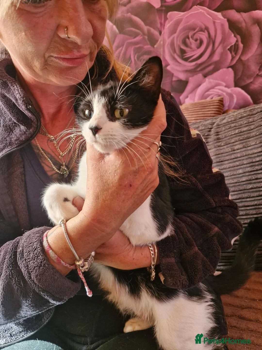 Mixed Breed cats for sale: Beautiful fluffy kittens READY TO GO - Advert 6