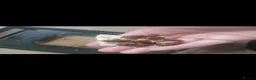 Snails invertebrates for sale: Giant African land snails for sale  - Advert 3