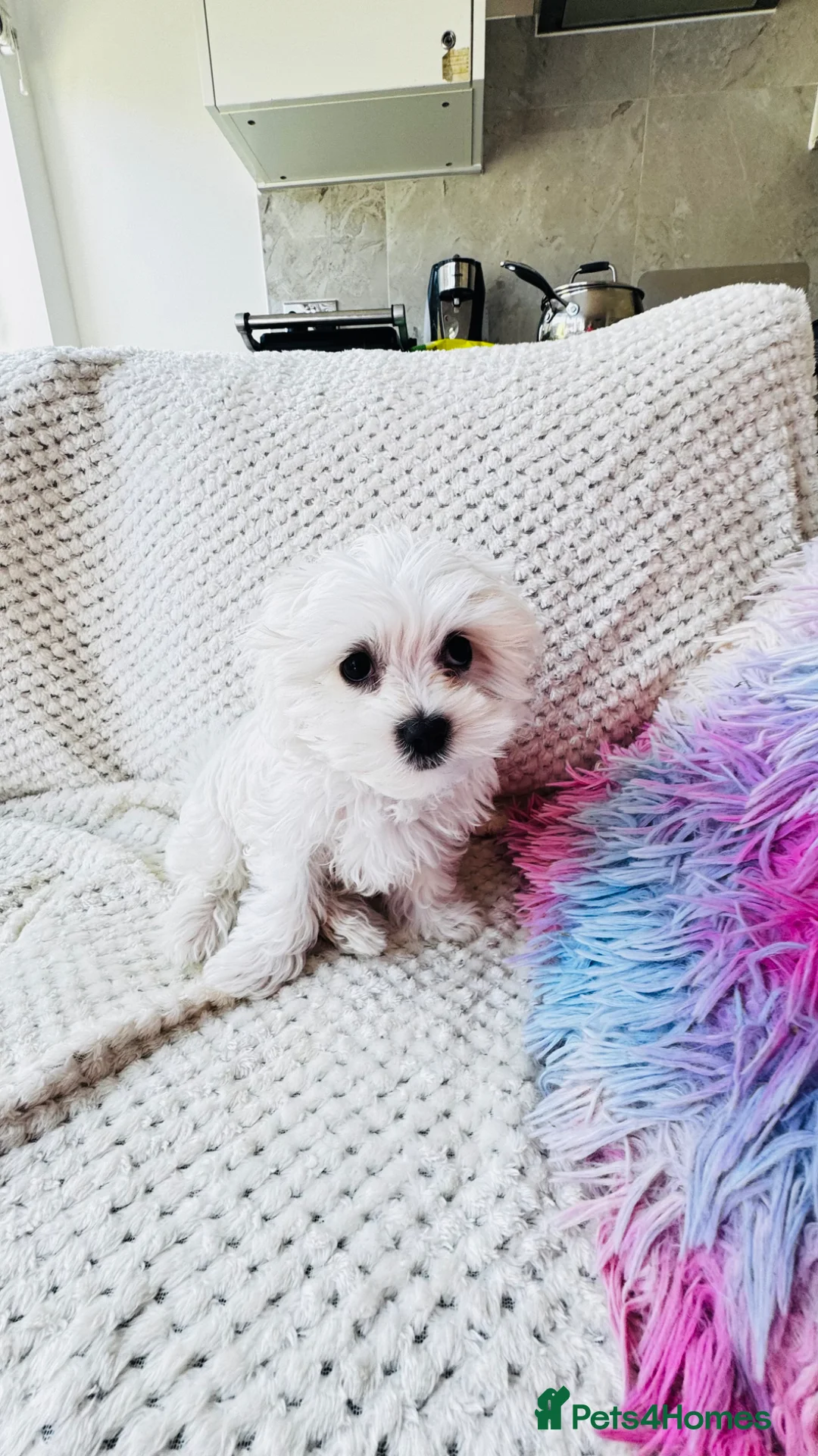 Maltese dogs for sale: Pure breed pedigree Maltese boy  - Advert 1