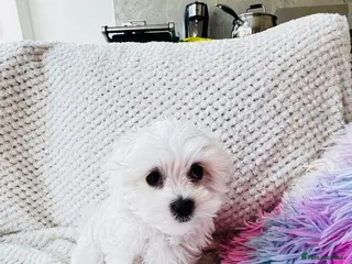Maltese dogs Pure breed pedigree Maltese boy - Advert 2