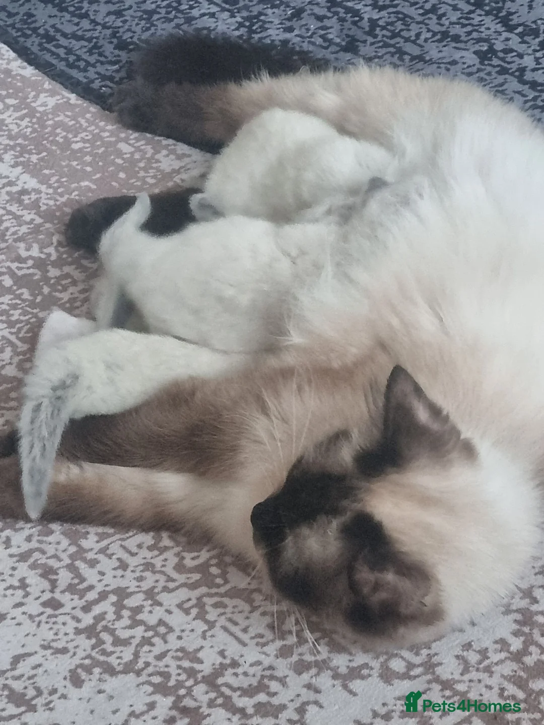 Ragdoll cats for sale: Last boy, beautiful Ragdoll  in Neath - Advert 7