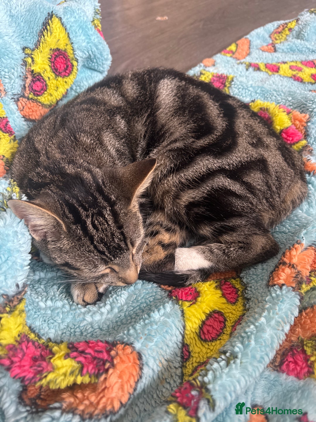 Mixed Breed cats for sale: Female tabby  - Advert 1