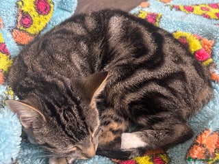 Mixed Breed cats Female tabby - Advert 1