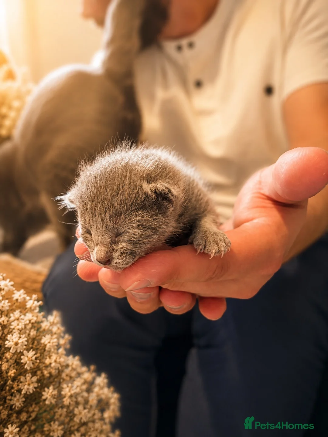Russian Blue cats for sale: Russian Blue Kittens | TICA & GCCF | Stockport  in Stockport - Advert 10
