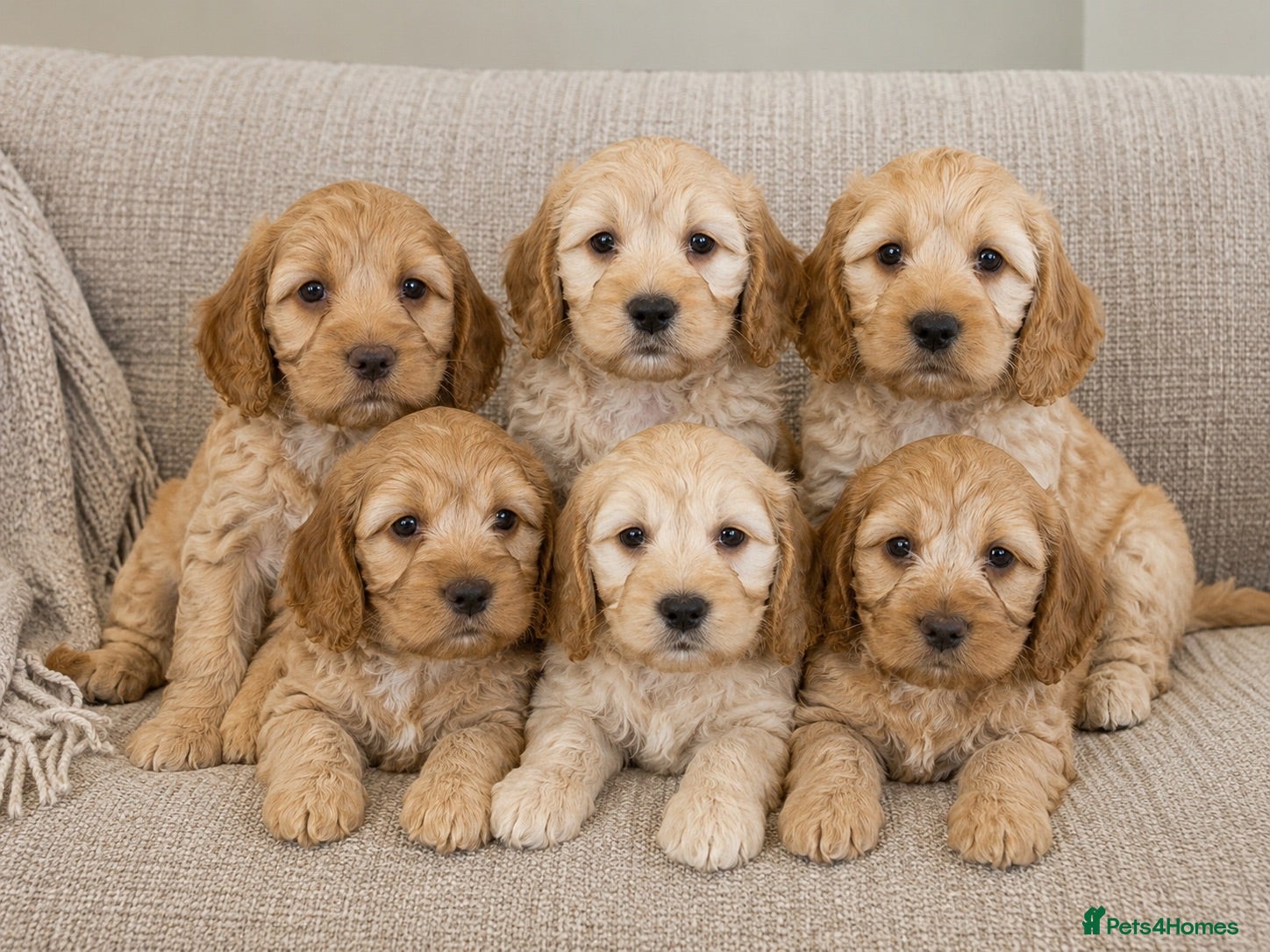 Cockapoo dogs Quality Healthy Mini Cockapoo Puppies - Advert 1