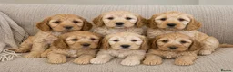 Cockapoo dogs for sale: Quality Healthy Mini Cockapoo Puppies - Advert 1